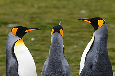 Three king penguins (Aptenodytes patagonicus) standing closely together, Volunteer Point, Falkland Islands, South America