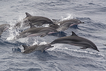 Clymene dolphins (Stenella clymene) porpoising and showing distinctive tripartite colour pattern, Sao Tome and Principe, Africa