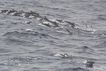 Pod of Clymene dolphins (Stenella clymene) porpoising offshore, Sao Tome, Sao Tome and Principe, Africa