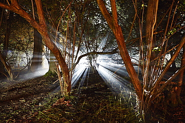 Eerie woods and the English countryside at night, light streaming through trees, England, United Kingdom, Europe