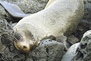 Galapagos Fur Seal (Arctocephalus galapagoensis). Galapagos.