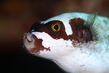 Masked Pufferfish (Arothron diadematus). Red Sea.