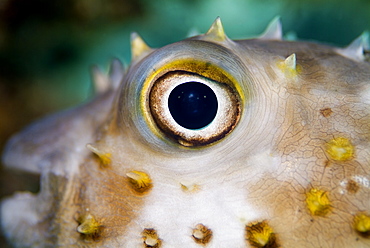 Close-up of Yellowspotted Burrfish (Cyclichthys spilostylus). Red Sea.