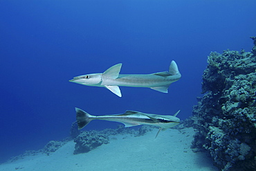 Remora fish looking for host to suck onto.  Red Sea.