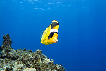 Striped Butterflyfish (Chaetodon fasciatus). Red Sea.