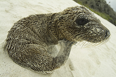 Galapagos Sea Lion (Zalophus californianus wollebacki). Galapagos.