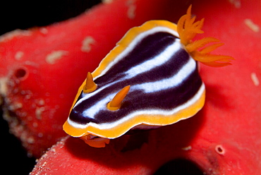 Pyjama Nudibranch  (Cromodoris quadricolor) on fire sponge. Red Sea.