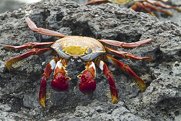 Sally lightfoot crab (Grapsus grapsus). Galapagos.