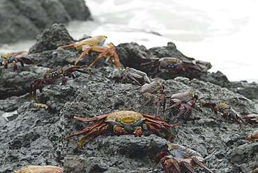 Sally lightfoot crab (Grapsus grapsus). Galapagos.