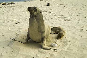 Galapagos Sea Lion (Zalophus californianus wollebacki). Galapagos.