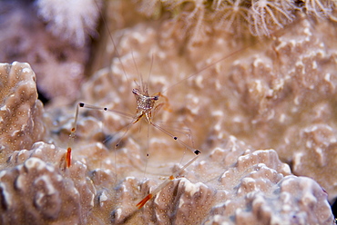 Long Arm Shrimp (Periclimenes tenuipes). Red Sea.