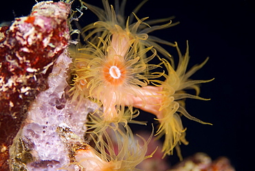 Orange Cup Coral. Red Sea.