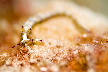 Seaslug (Flabellina Sp). Red Sea.