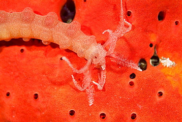 Marine invertebrate, Red Sea.