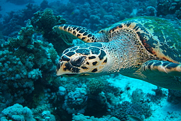 Hawksbill Sea Turtle (Eretmochelys imbricat). Red Sea.