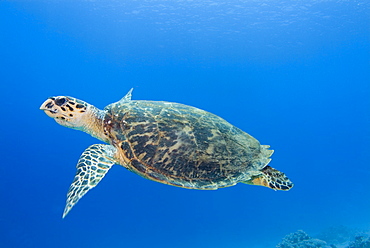 Hawksbill Sea Turtle (Eretmochelys imbricate). Red Sea.