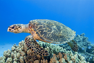 Hawksbill Sea Turtle (Eretmochelys imbricate). Red Sea.