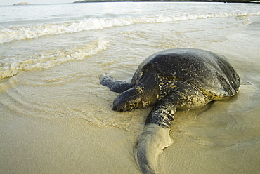 green sea turtle (Chelonia mydas). Galapagos.