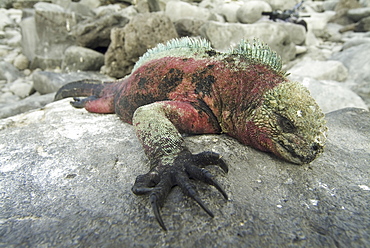 Galapagos marine iguana (Amblyrhynchus cristatus). Galapagos.