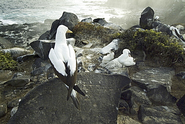 Nazca boobies at espanola blowhole. Galapagos.