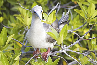 Red-footed booby (Sula sula). Galapagos.