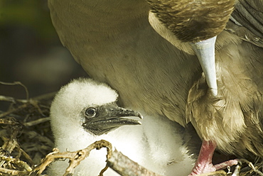 Red-footed booby (Sula sula). Galapagos.