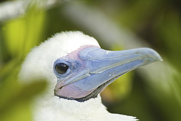 Red-footed booby (Sula sula). Galapagos.