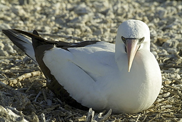 nazca (masked) booby (Sula dactylatra). Galapagos.