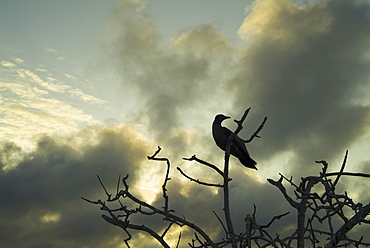 Sunset clouds background booby in tree. Galapagos.