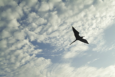 Magnificent frigatebirds (Fregata magnificens). Galapagos.