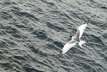 Swallow-tailed gull (Larus furcatus). Galapagos.