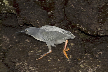 Lava heron (Butorides sundevalli). Galapagos.