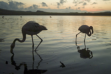 Galapagos Flamingo (Phoenicopterus ruber). Galapagos.