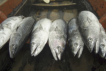 Pacific bonito, (Sarda chiliensis lineolata).  Galapagos