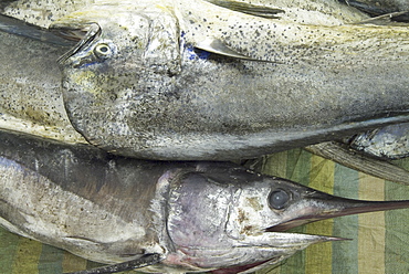 Common dolphinfish or dorado, (Coryphaena hippurus). 