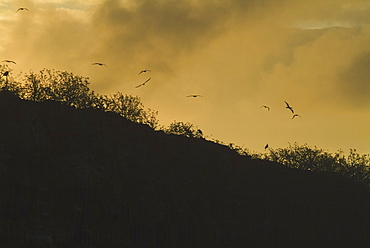 Sunrise over Genovesa. Galapagos.