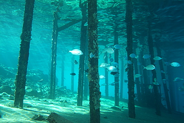 Under the jetty. Red Sea.