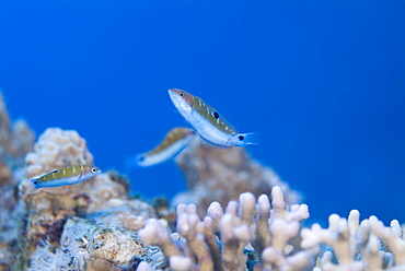 Reef fish over hard corals, Red Sea.