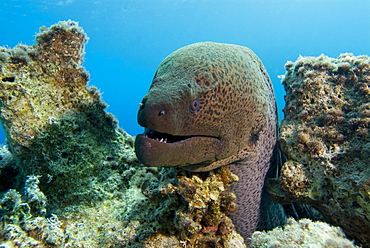 Giant Moray (Gymnothorax javanicus). Red Sea.