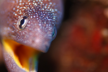 Yellowmouthed Moray. Red Sea.