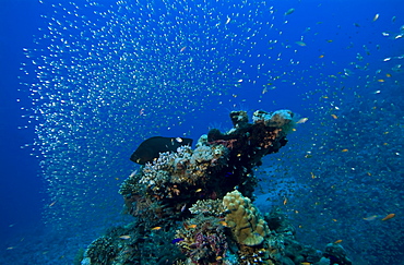 sometimes known as glassfish for their transparency, accumulating often around the same coral pinnacle or sometimes cave by day and dispersing to feed at night.Red Sea.