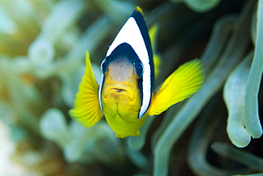 Red Sea Anenomefish (Amphiprion bicinctus). Red Sea.