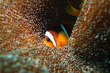 Red Sea Anenomefish (Amphiprion bicinctus). Red Sea.