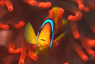 Red Sea Anenomefish (Amphiprion bicinctus). Red Sea.