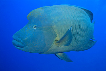 Napoleon Wrasse (Cheilinus undulatus). Red Sea.