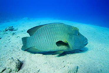 Napoleon Wrasse (Cheilinus undulatus). Red Sea.