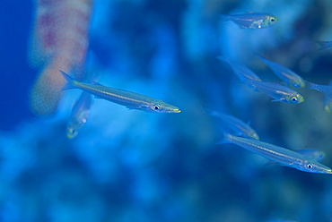 Juvenile Barracuda (Sphyraena Sp.). Found amongst a dense school of Yellow Sweeper making use of the protection of a Redmouth Grouper, until their increasing size gave away their camouflage. Red Sea.