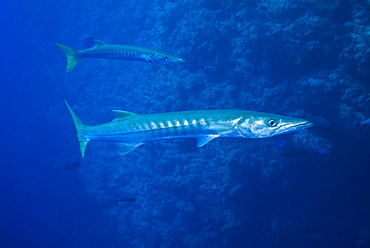 Great Barracuda (Sphyraena barracuda). Red Sea.