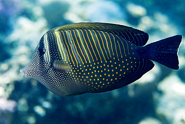 Sailfin Tang (Zebrasoma desjardinii). Red Sea.