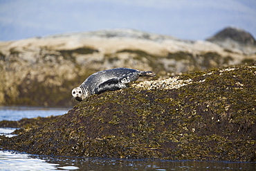 Mother and pup harbor seal (Phoca vitulina) on reef at low tide in Takatz Bay on Baranof Island, Southeast Alaska